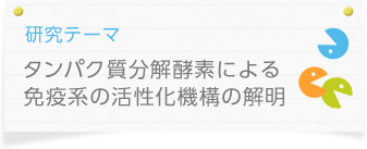 研究テーマ：　タンパク質分解酵素による免疫系の活性化機構の解明