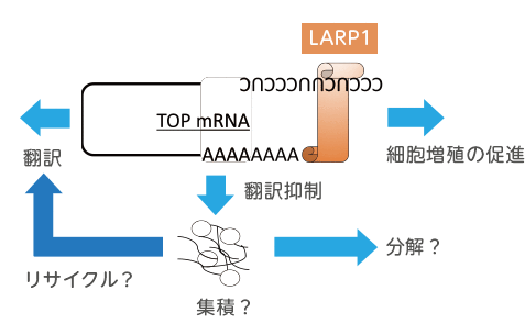 研究テーマイメージ