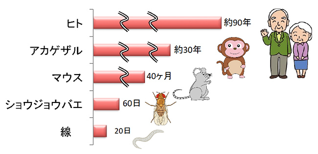 研究テーマイメージ